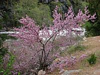 FLORE (8).JPG
